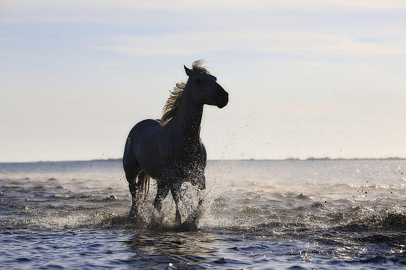 Horse Running On The Beach , horse, animals, beach, HD wallpaper