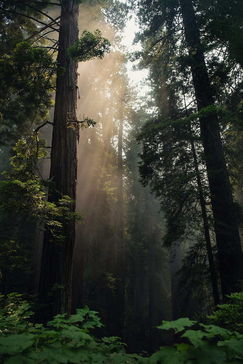 Redwoods, Santa Cruz Redwoods, HD phone wallpaper