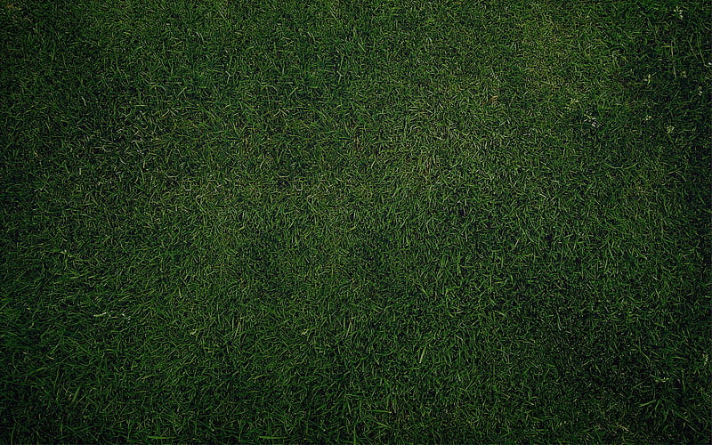 texture: green grass, texture, background, . Grass textures, Fall , Green grass background, Dark Green Textured, HD wallpaper