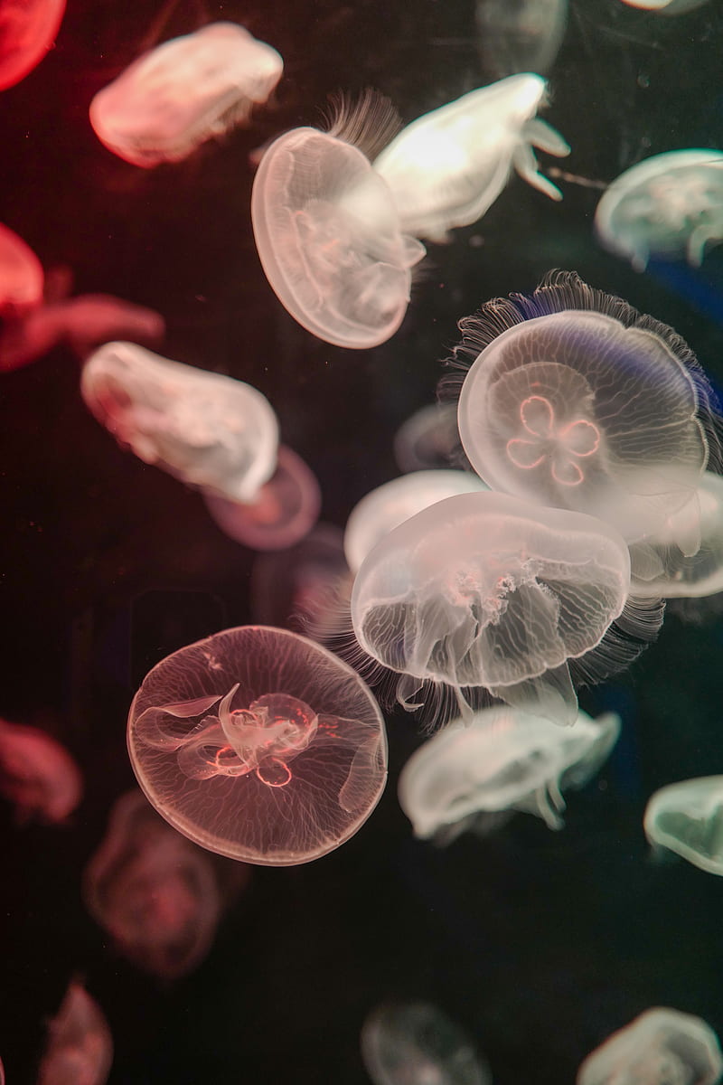 jellyfish, water, underwater, tentacle, HD phone wallpaper