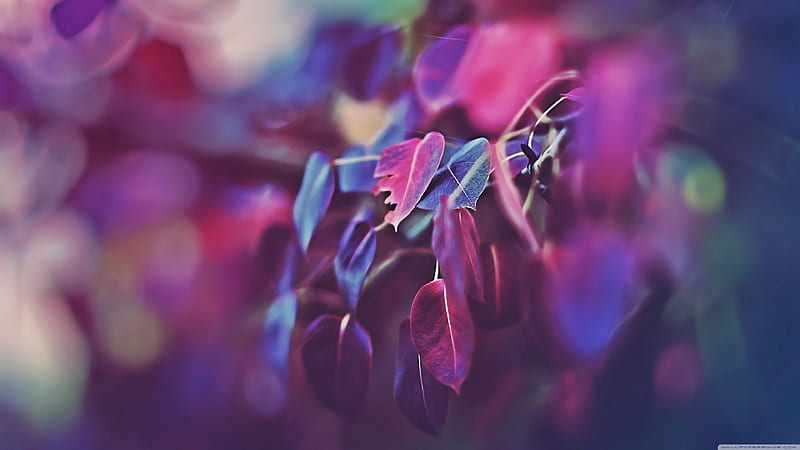 purple and white leaves in tilt shift lens, macro, leaves, plants, HD wallpaper