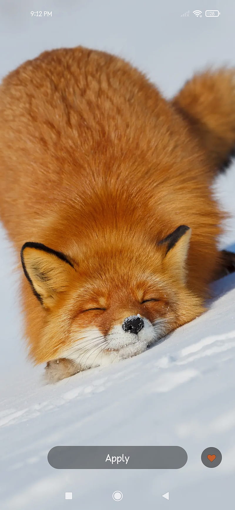 Cute Fox, HD phone wallpaper