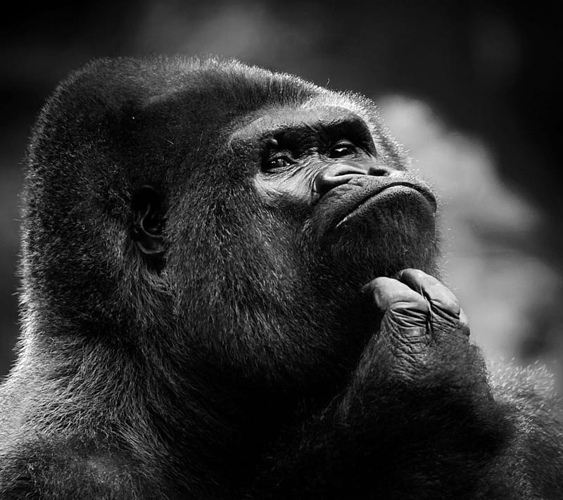 gorilla pensando, rgwgrg, sdgvsgbv, HD wallpaper