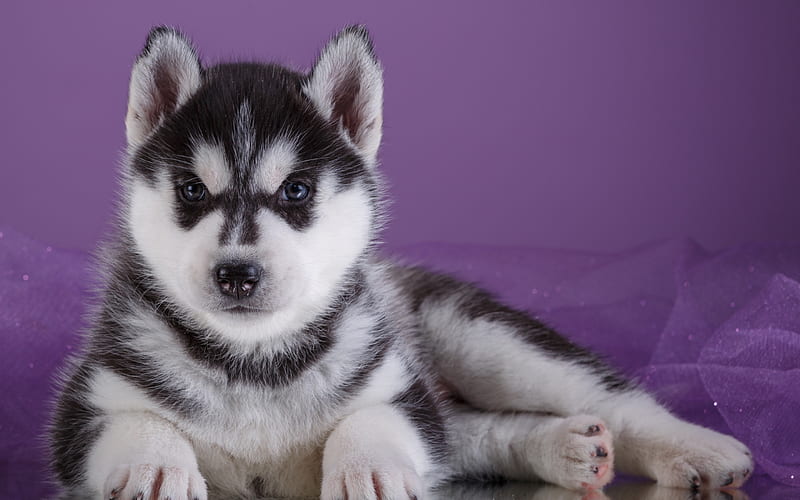 Husky, little dog, puppy, cute animals, cute puppy, HD wallpaper