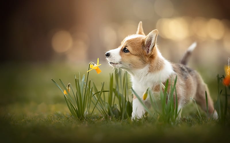 Pembroke Welsh Corgi Puppy, daffodil, dog, Pembroke, puppy, HD wallpaper