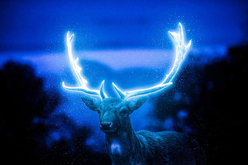 deer glow, neon light, horn, glowing, white, buck, hunter, hunting, unicorn, neon glow, HD wallpaper