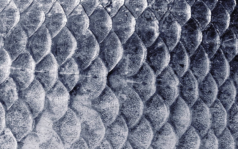 fish scales texture, fish skin, scales background, fish, gray scales background, HD wallpaper