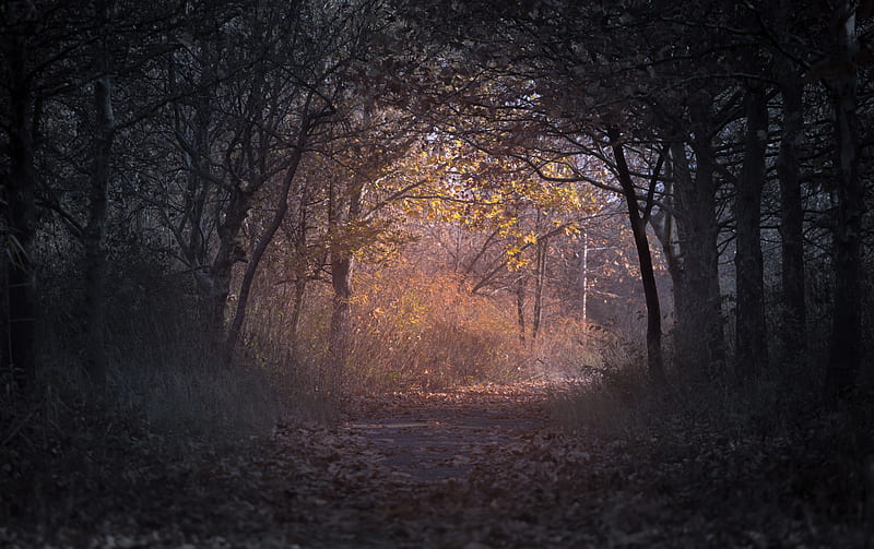 Trees Branch Pathway Dark Autumn Forest Backlit, trees, autumn, forest, nature, HD wallpaper