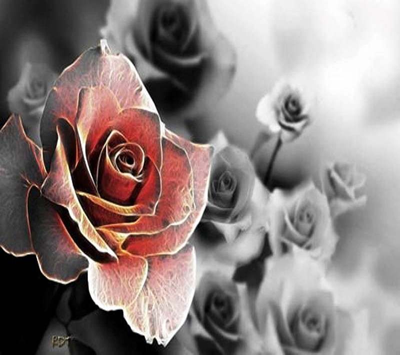 Beautiful Roses, HD wallpaper | Peakpx