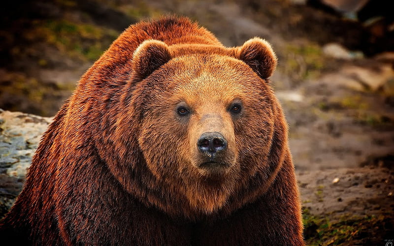 bear, predator, grizzly, HD wallpaper