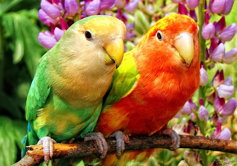 Two feathered friends, pretty, colorful, bonito, nice, feather, tropics, friends, animals, forest, lovely, birds, park, tree, buddies, blossoms, garden, nature, parrots, blooming, branches, HD wallpaper