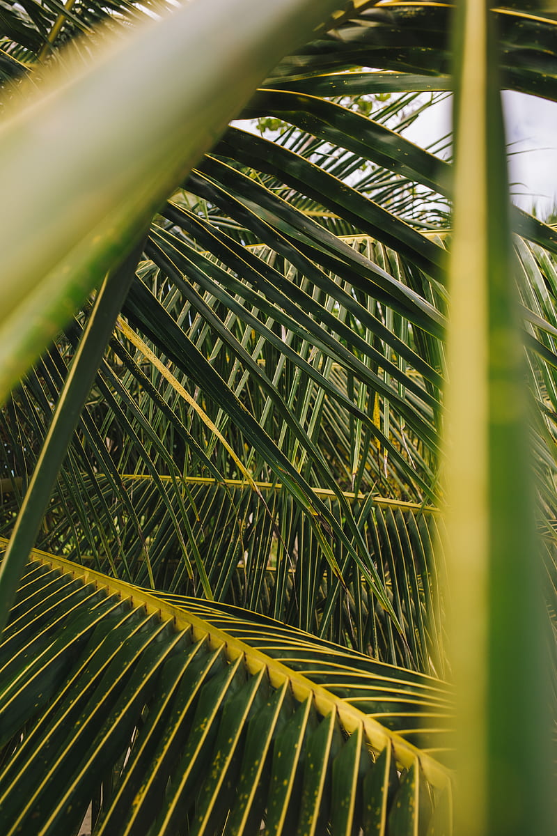 palm, leaves, branches, green, plant, HD phone wallpaper