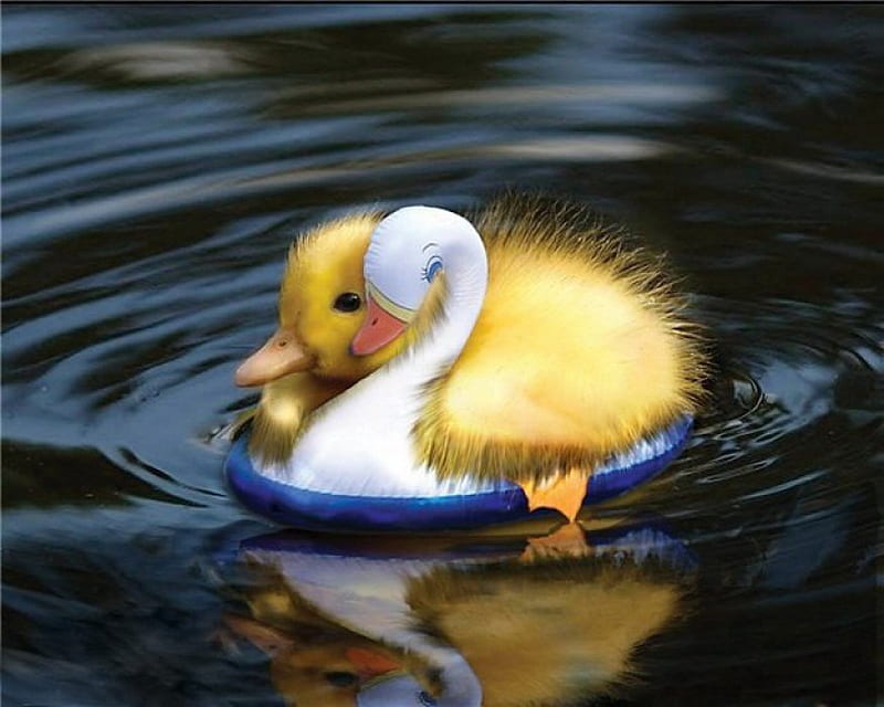 Floating duckling, deep blue, birds, yellow, sweetheart, sweet, water, duck, peaceful, tender, duckling, animals, HD wallpaper
