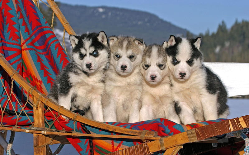 Husky puppies, sledgedogs, young, puppies, dogs, HD wallpaper