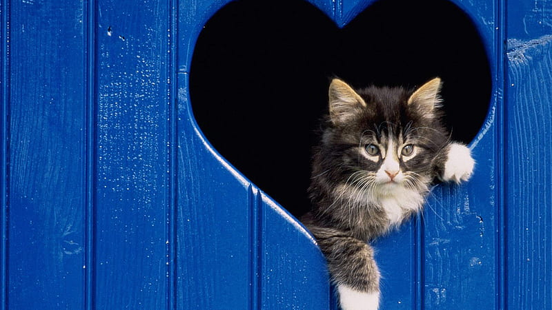 Cat In Center Of Heart Shape Cat, HD wallpaper