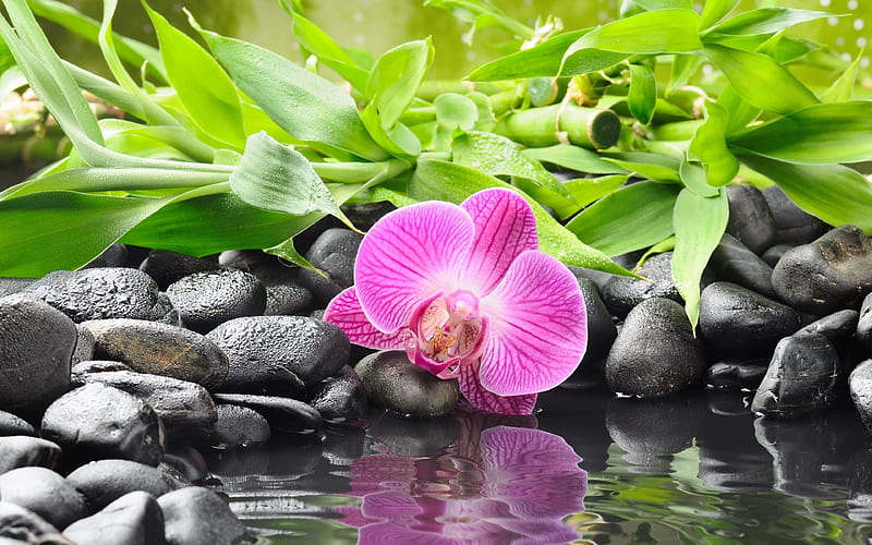 bamboo, black stones, water, orchid, HD wallpaper