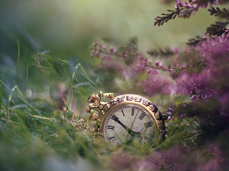 TIME FORGOTTEN, clocks, time watches, grasses, purple, flowers, nature, greens, field, HD wallpaper