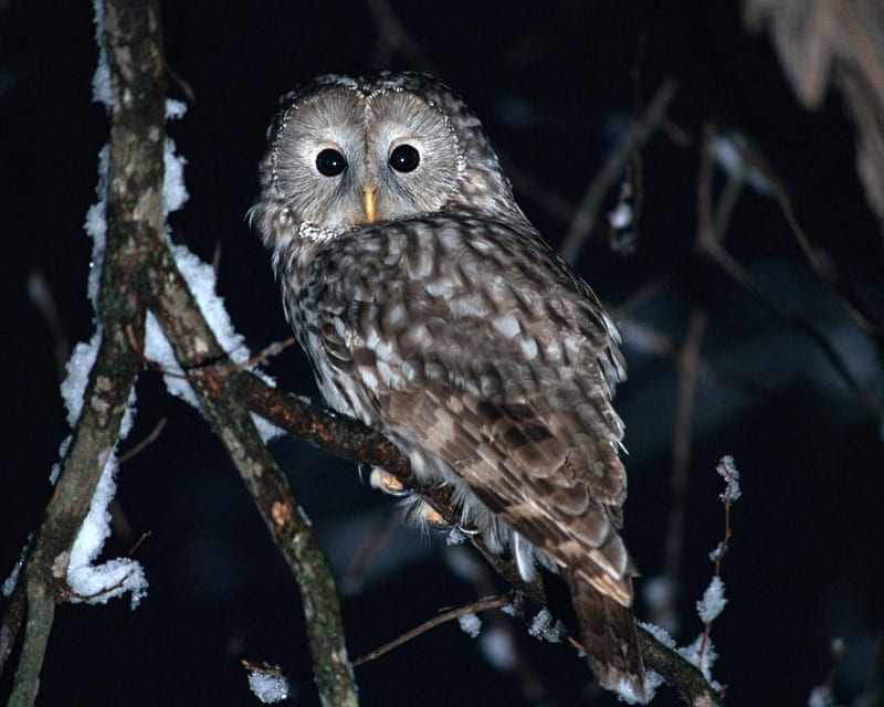 Snow Owl, tree, twig, resting, raptor, night, HD wallpaper