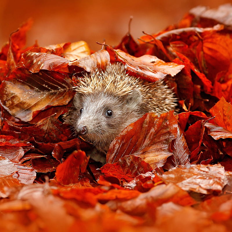 everpix - A very cute hedgehog will make you happy! Get this at the Everpix!, Cute Porcupine, HD phone wallpaper