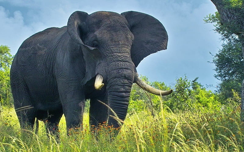 large elephants, of elephants, elephant, africa, HD wallpaper