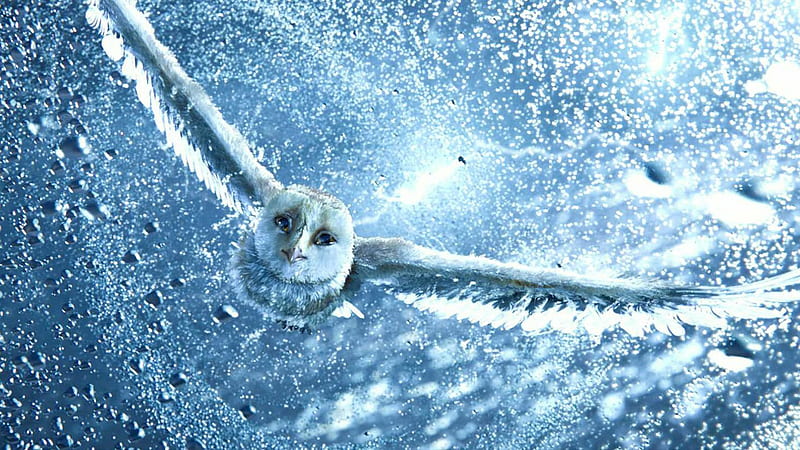 Legend of the Guardians-The Owls of GaHoole movie 31, HD wallpaper