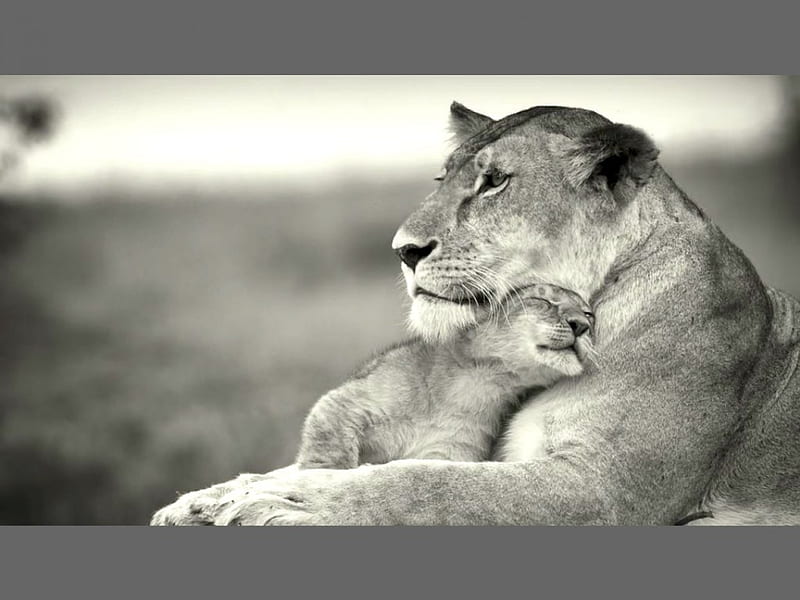 I love my mother, zoo, love, cub, adorable, lioness, wild life, mother, lion, HD wallpaper