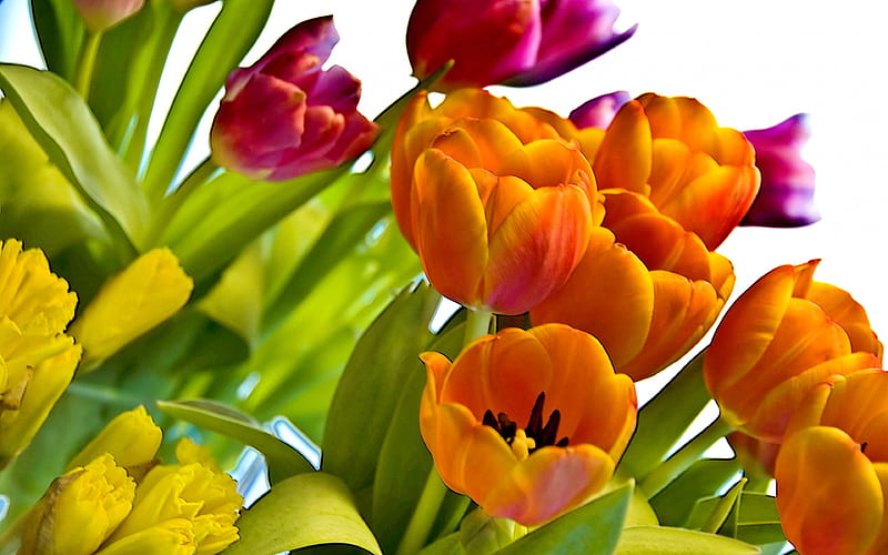 Tabletop spring tulips, colorful, splendor, flowers, nature, spring, tulips, HD wallpaper
