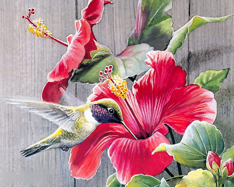 HONEY QUENCH, art, quench, honey, hibiscus, painting, flowers, song birds, HD wallpaper
