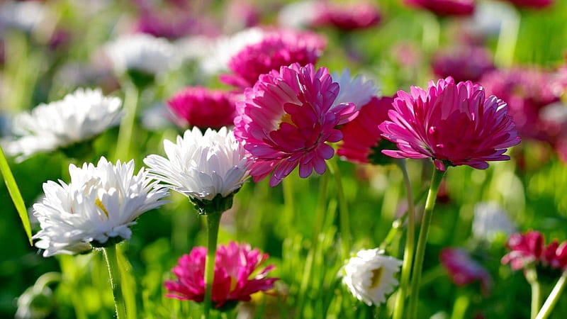 Chrysanthemums, colorful, lovely, bonito, park, freshness, summer, flowers, garden, nature, HD wallpaper