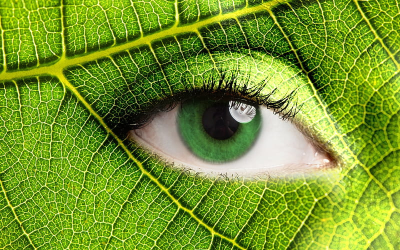 Ecology, green leaf, eye, Eco concepts, take care of nature, HD wallpaper