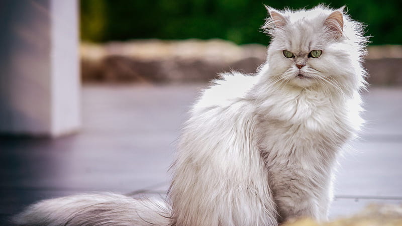 Angry Face White Cat Is Sitting On Ground In Blur Green Background Cat, HD wallpaper