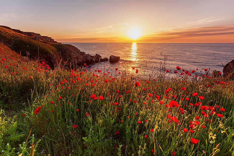 Morning with poppies, reflection, coast, rocks, sunrise, sea, beautiful, poppies, summer, dawn, wildflowers, HD wallpaper