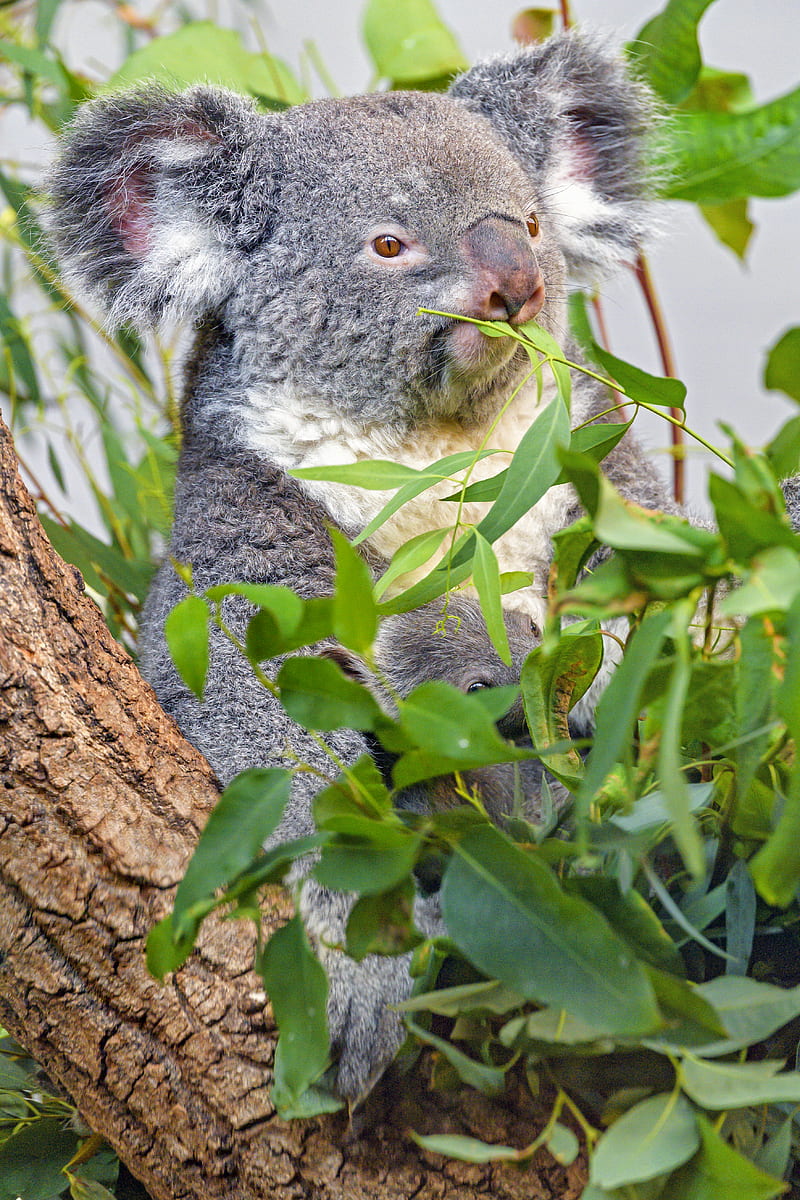 koala, animal, gray, branches, HD phone wallpaper