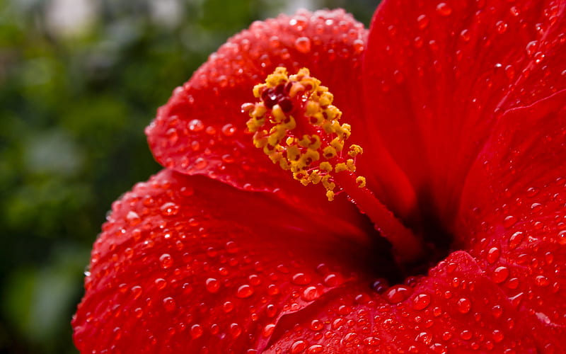 Hibiscus after the Rain, red, crimson, pistils, flowers, yellow, nature, bonito, HD wallpaper