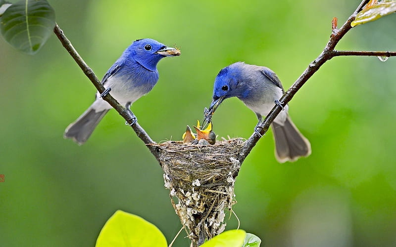 Bird Family, birds, family, feeding, nest, HD wallpaper