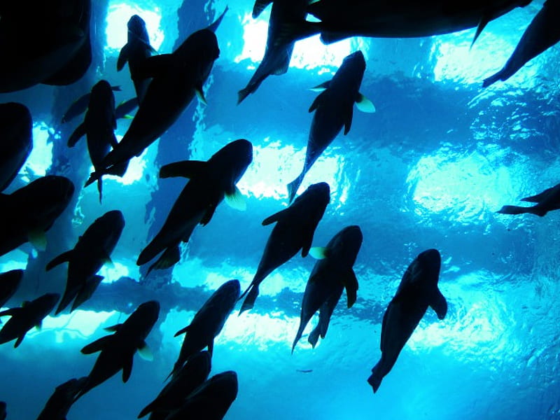 Swimming fishes, alch, water, bellow, bottom, shadow, liuchia, lights, blue, HD wallpaper
