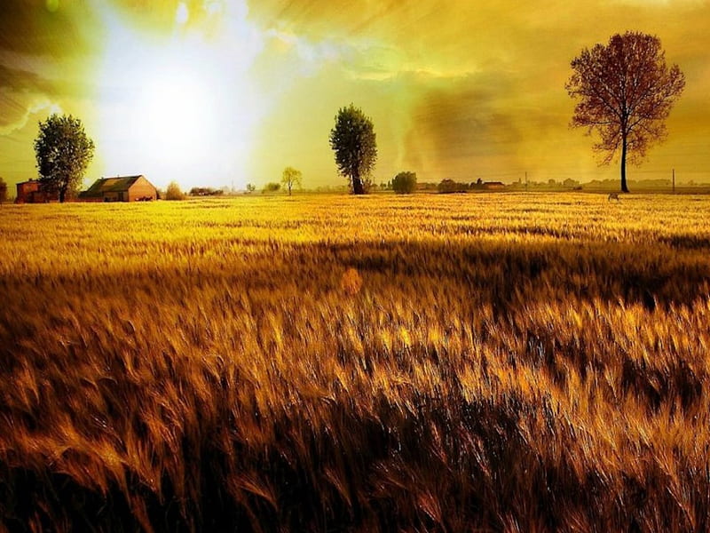 Sunny Golden Wheat Field, farm, gold, sun, wind, wheat, amber, crop, field,  HD wallpaper | Peakpx