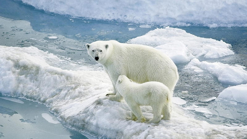 polar bears ice-, HD wallpaper