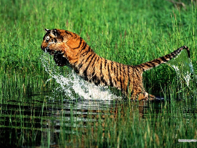 jumping for lunch, water, tiger, jumpimg, woods, HD wallpaper