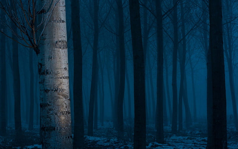 Bleak Arctic Night, nighttime, forest, arctic, bleak, nature, trees, HD wallpaper