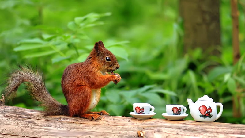 Squirrel tea time, squirrel, tea, animal, porcelain, HD wallpaper | Peakpx