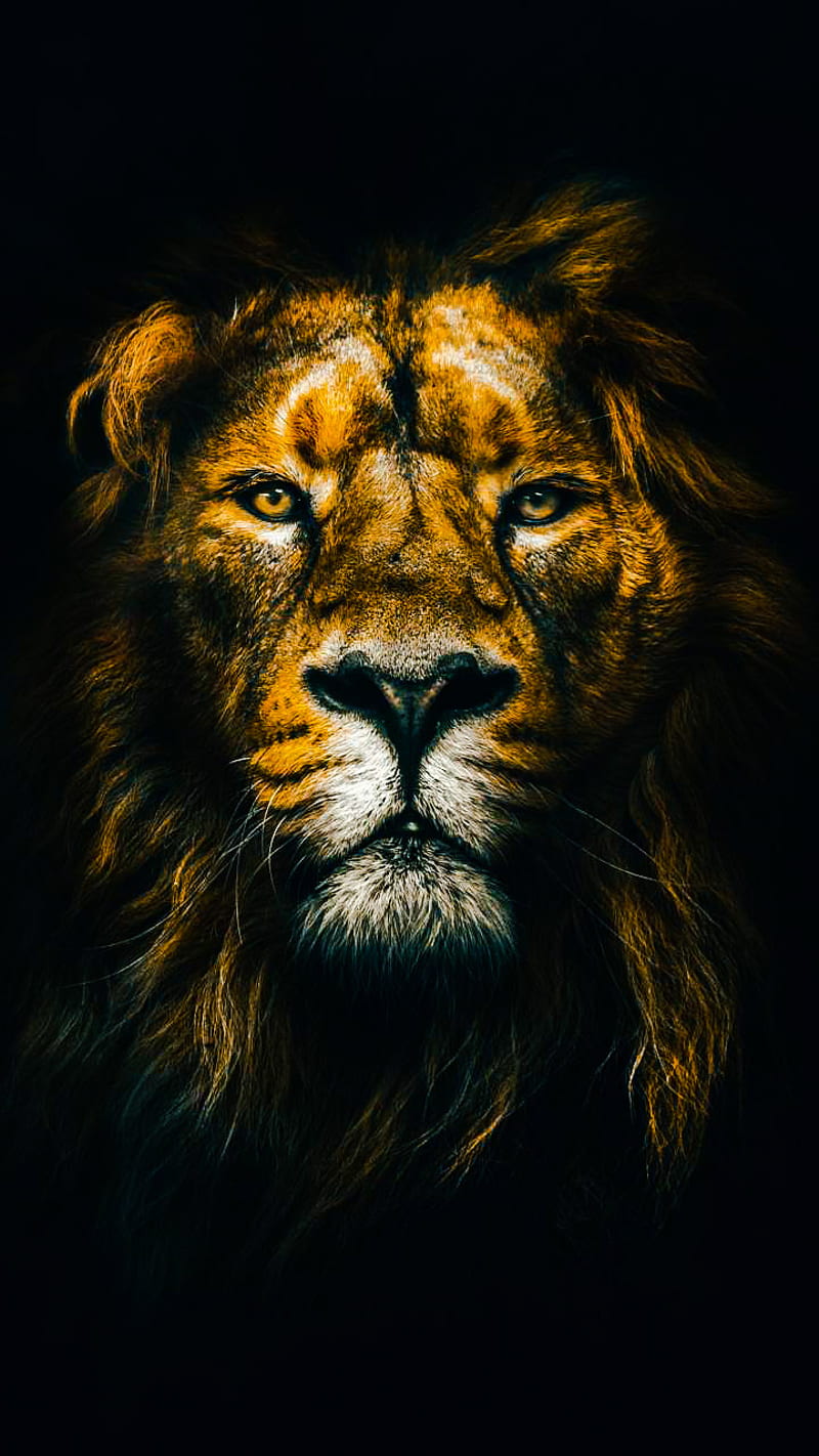 Yellow lion head, king, land, lion, lions, piece, HD phone wallpaper