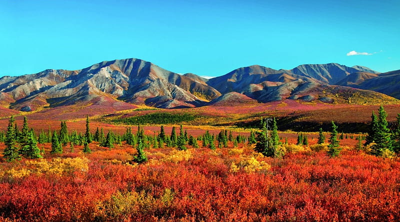 Autumn in Alaska, Fall, Denali National Park, Alaska, mountains, trees, Autumn, HD wallpaper