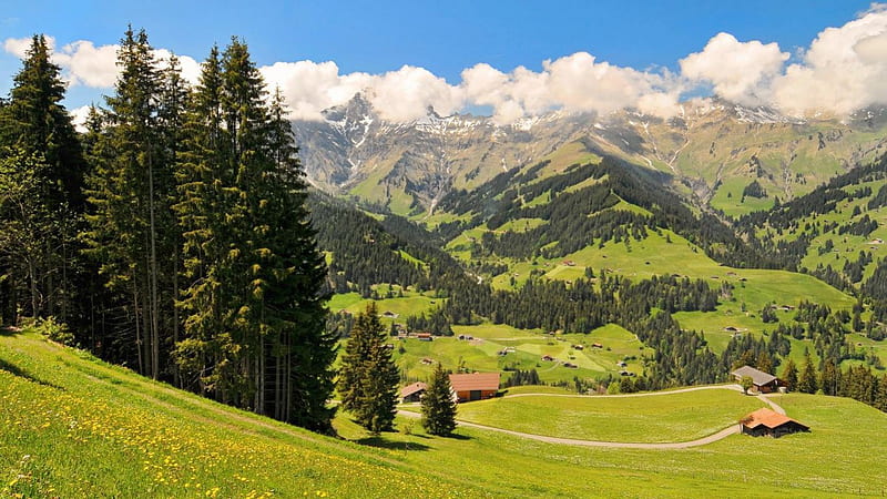 550515 1920x1080 nature landscape trees switzerland alps swiss alps field  mountains snowy peak grass forest blossoms wallpaper JPG 640 kB  Rare  Gallery HD Wallpapers