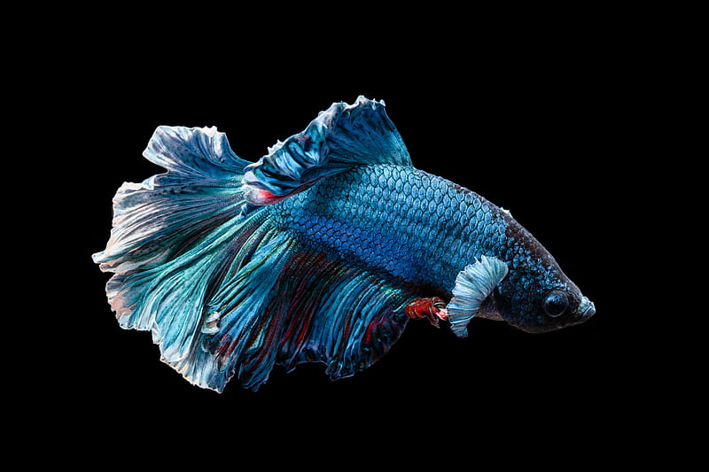 blue Siamese fighting fish, HD wallpaper