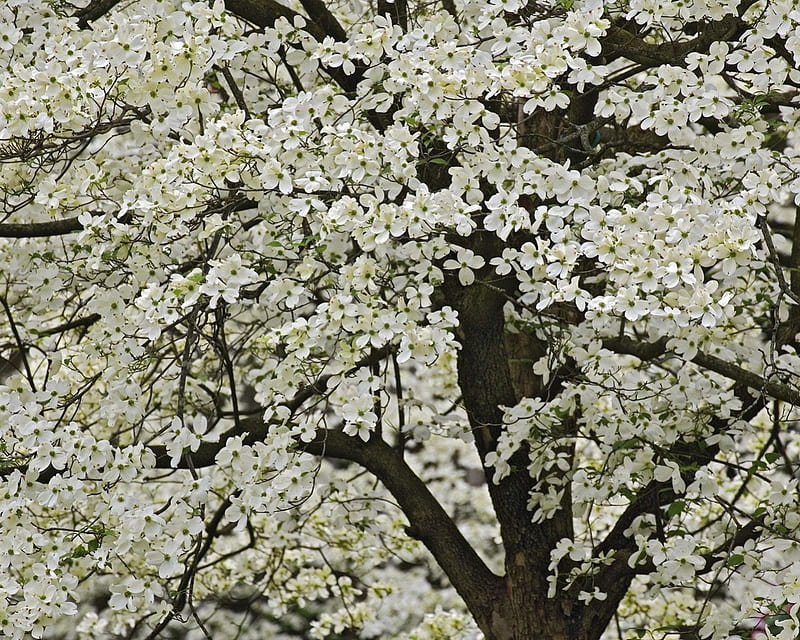 Giant Flowering Dogwood, Kentucky, dogwood, tree, kentucky, HD wallpaper