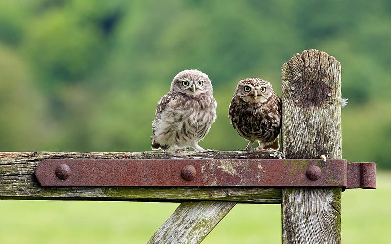 fence, birds, two owls, HD wallpaper