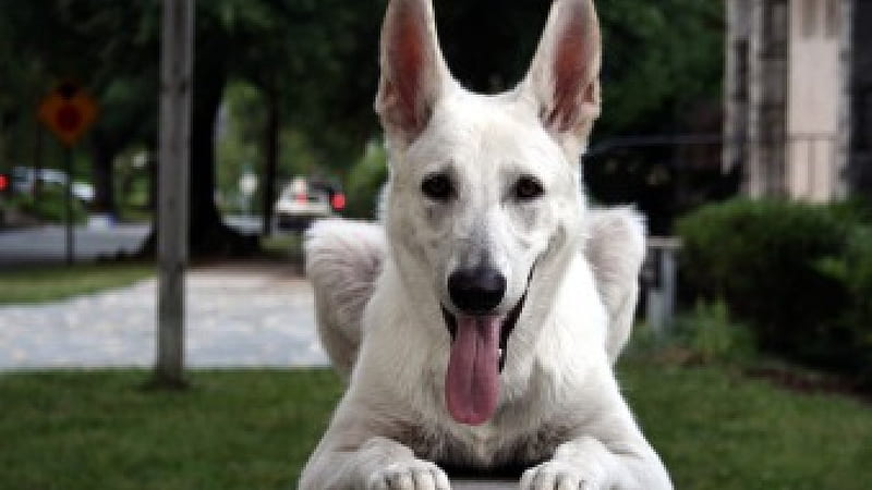 Coco's Best Friend:), best friend, friend, companion, bonito, shepherd, canine, sweet, graphy, faithful, beauty, hop, friends, dog, gorgeous, white shepherd, HD wallpaper
