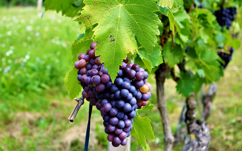 grapes, fruit, bunch of grapes, a vineyard, HD wallpaper