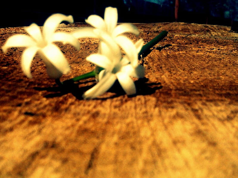 white hyacinth, flower, hyacinth, nature, white, HD wallpaper